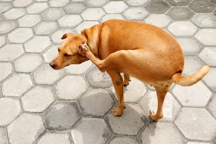 Street Dog itching its ear with legs due to allergy