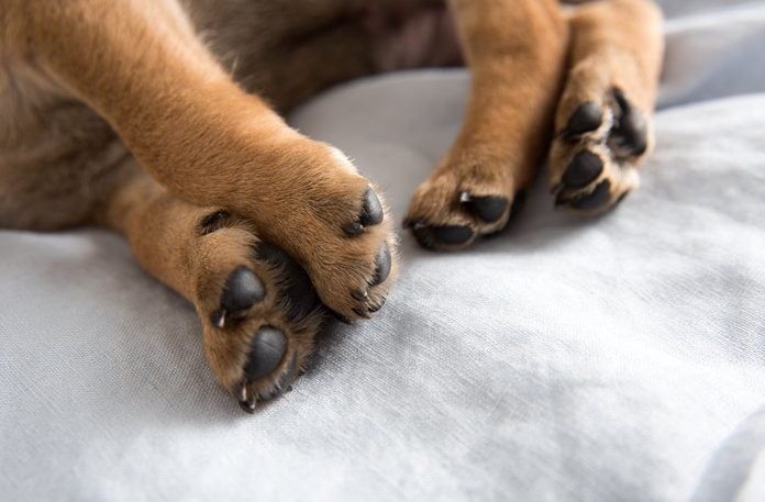 Close Up of Puppy Paws