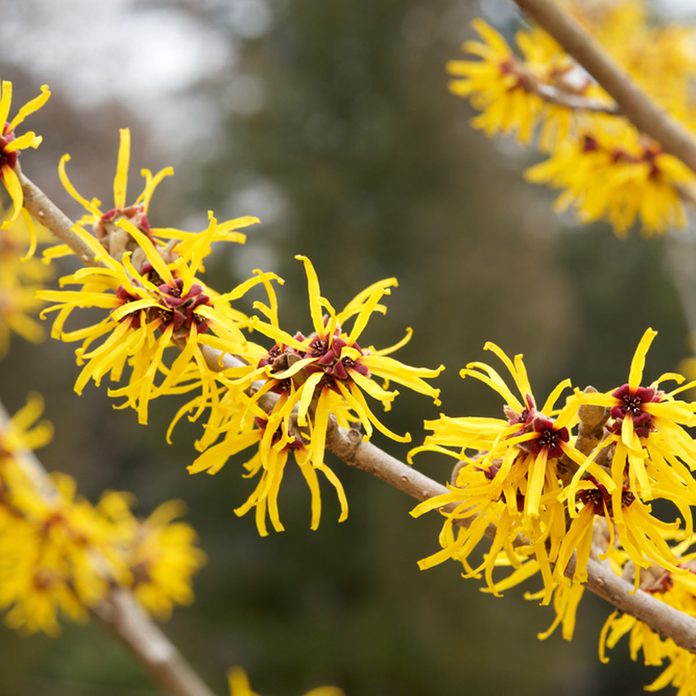 witch hazel