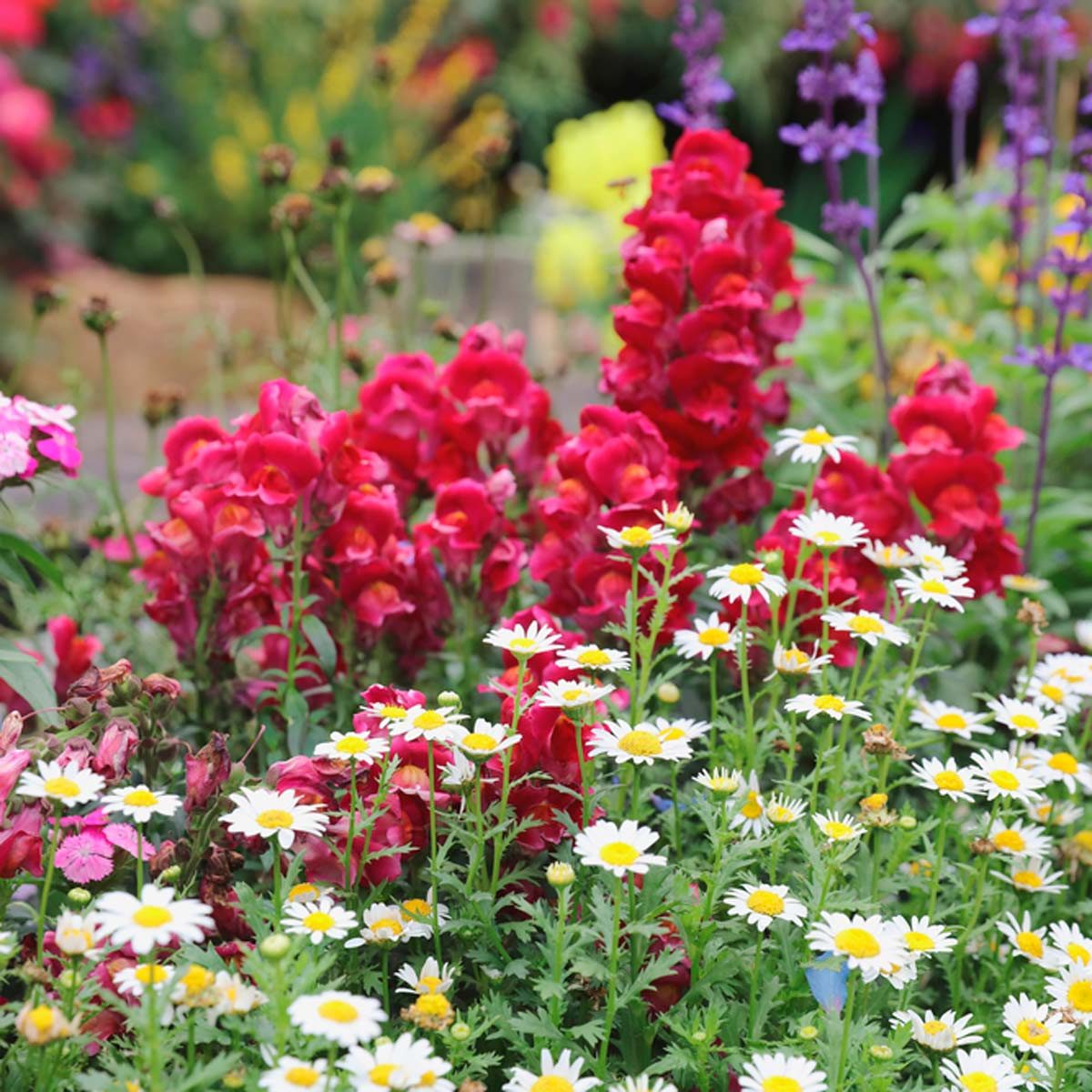10 of the Best UK Flower Shows You Simply Must See Family Handyman