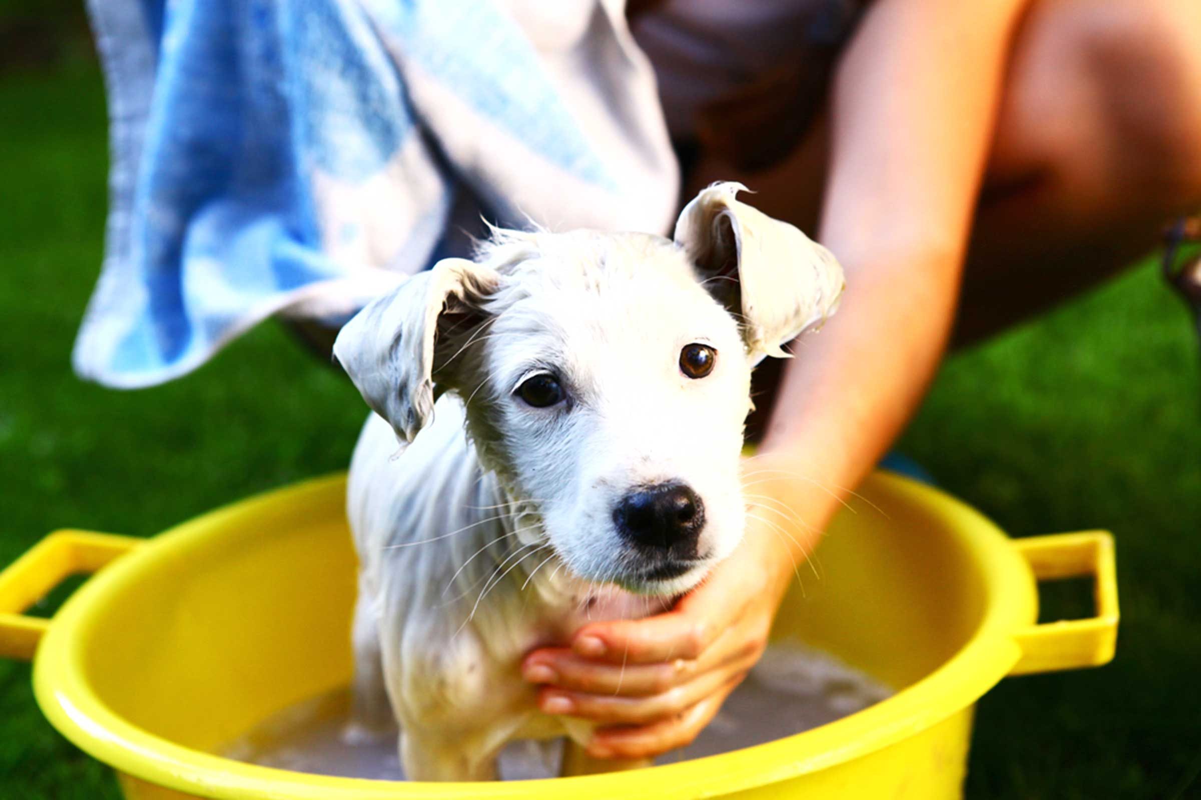 Summer Safety for Dogs: How to Keep Your Dog Safe This Summer | Family ...