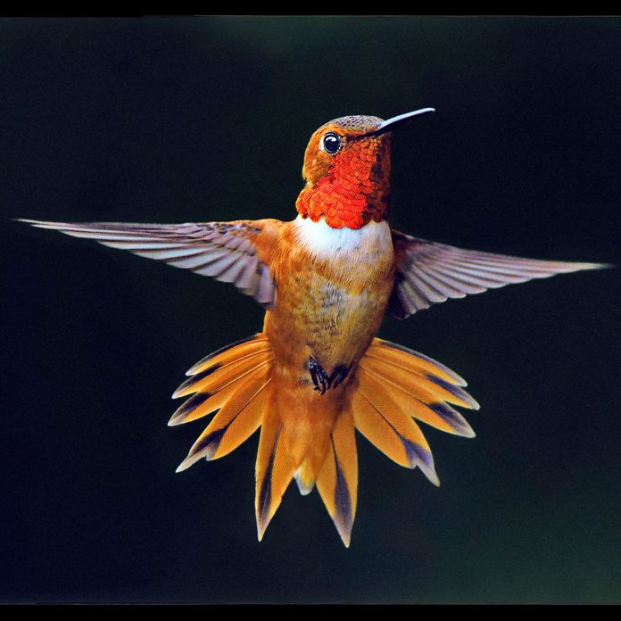 RUFOUS