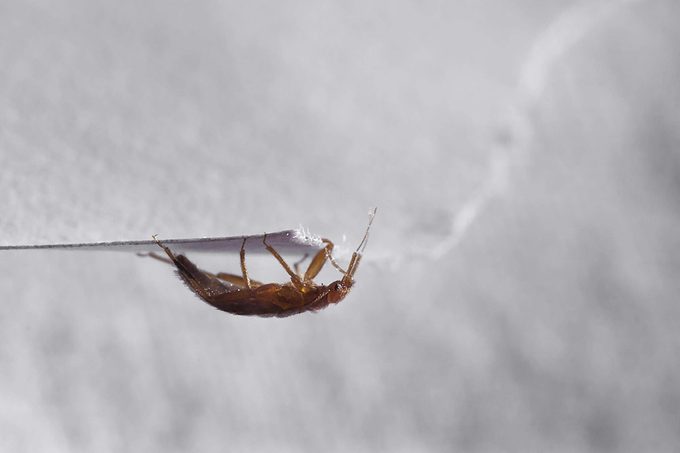 Bed bug Cimex lectularius