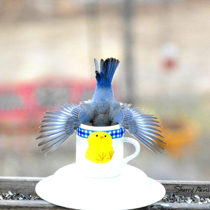 Coffee-Cup-Bird-Feeder