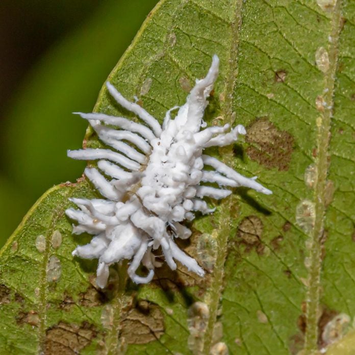 Larva of Mealybug Destroyer