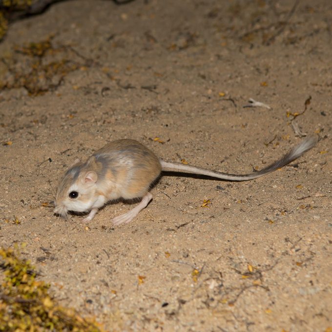 This Might Be The Only Rat You Can Look At Family Handyman