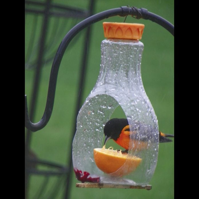 Plastic-Bottle-Bird-Feeder