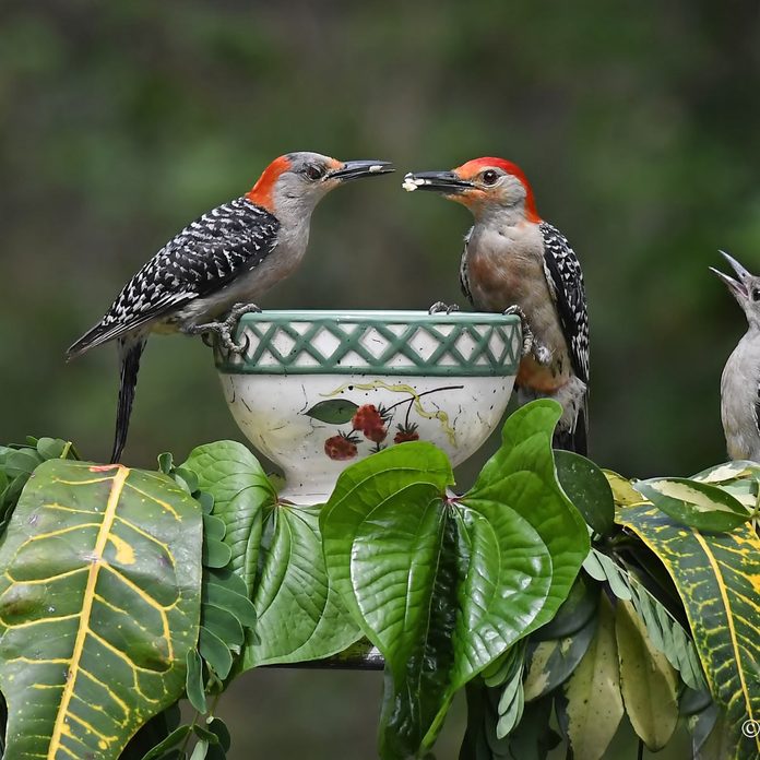 Teacup bird feeder