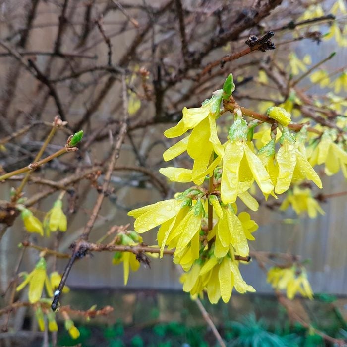 Forsythia