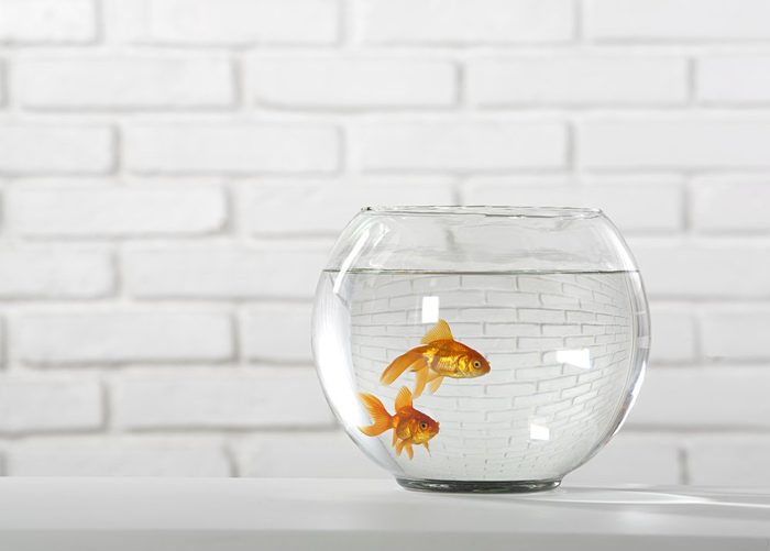 aquarium - goldfish