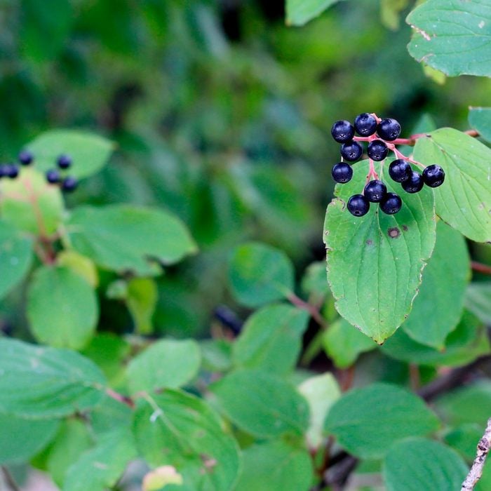 berries