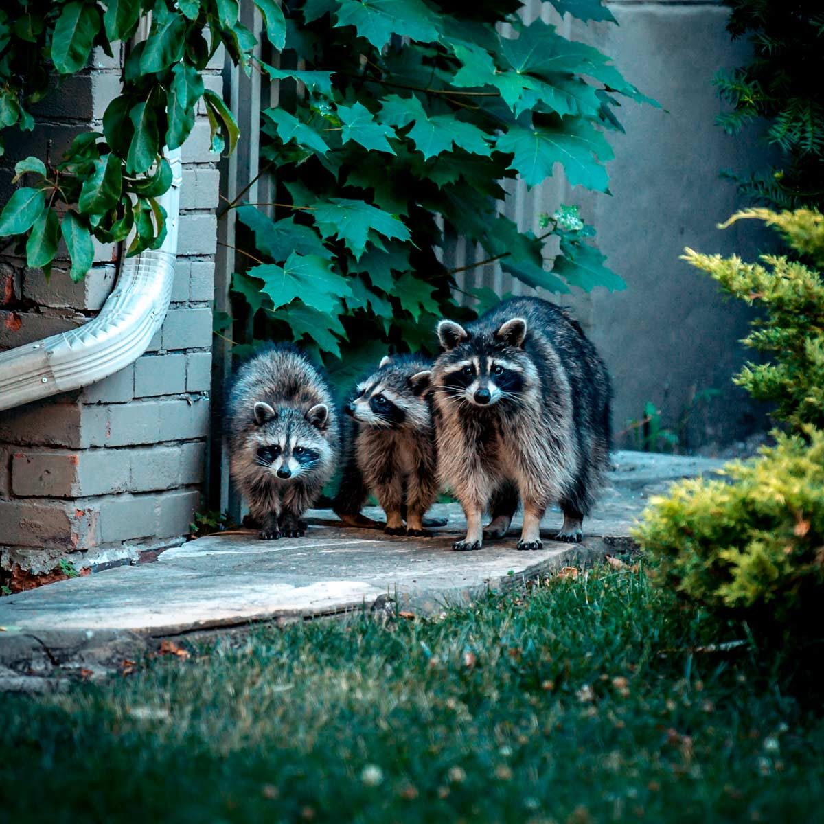 Keep Raccoons Out