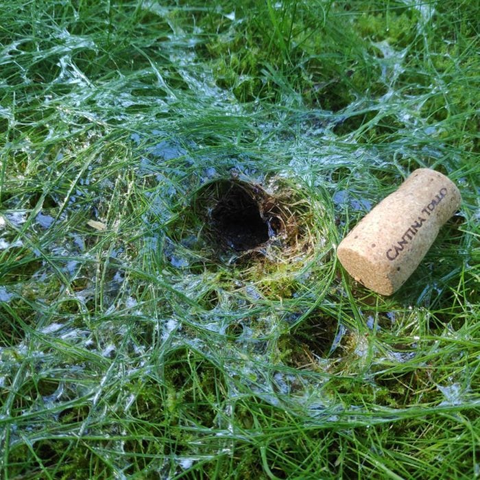 Slug Hole In Yard