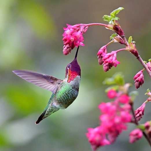 14 Fantastic Hummingbird Photos You Just Have to See | Family Handyman