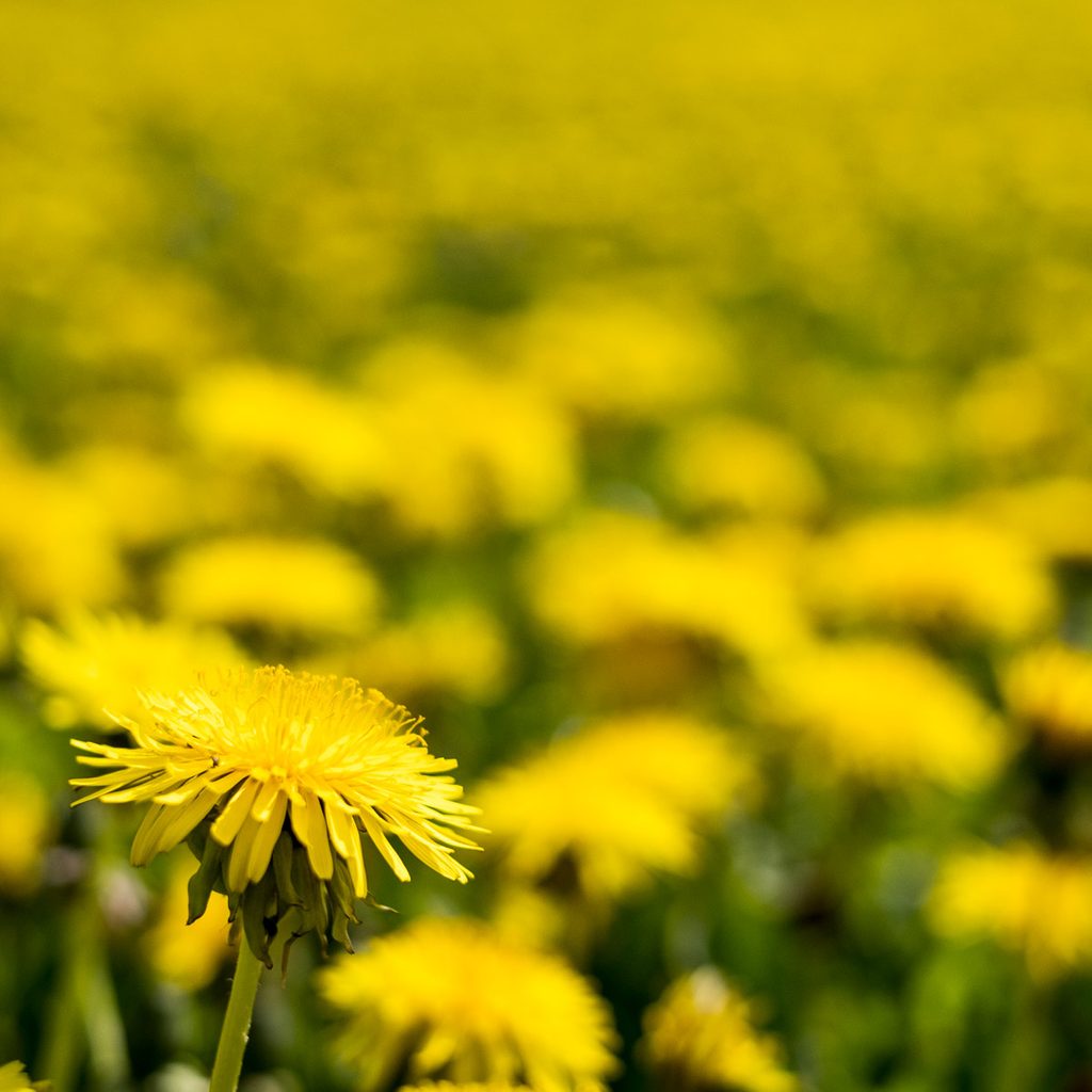 Close up of field of Dandelions with bright yellow blossoms