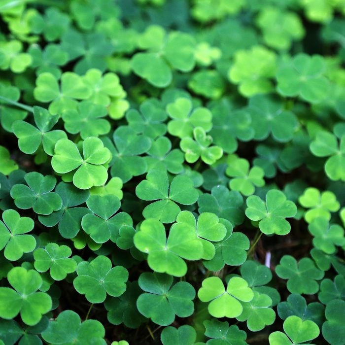 field of clover fully covered