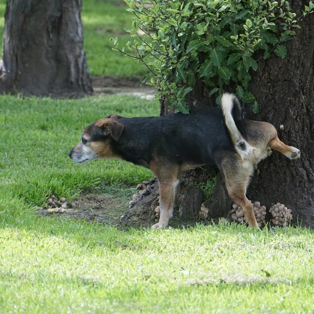 why dogs kick up the lawn