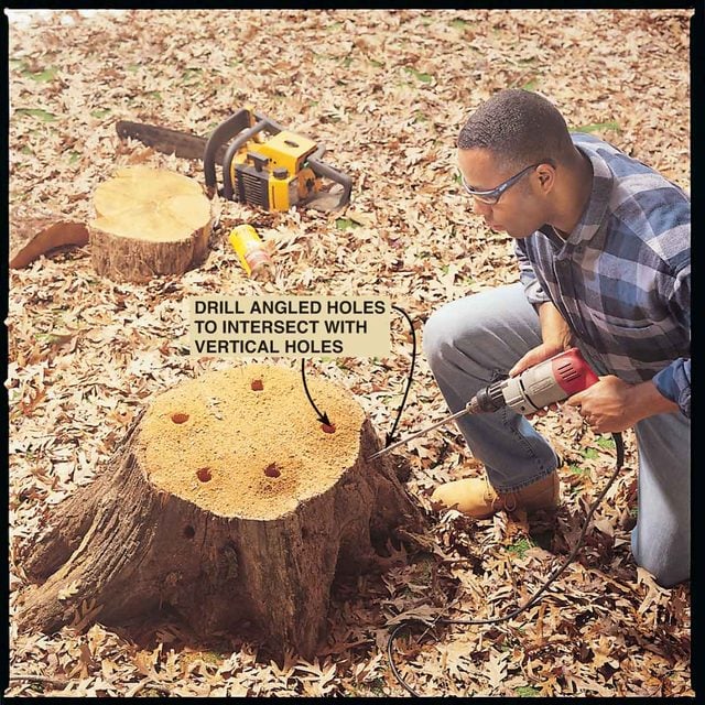 Drilling holes in a tree stump