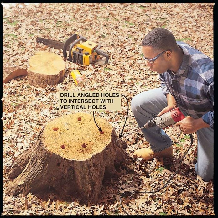 drill holes tree stump AskHandy.FH8 4
