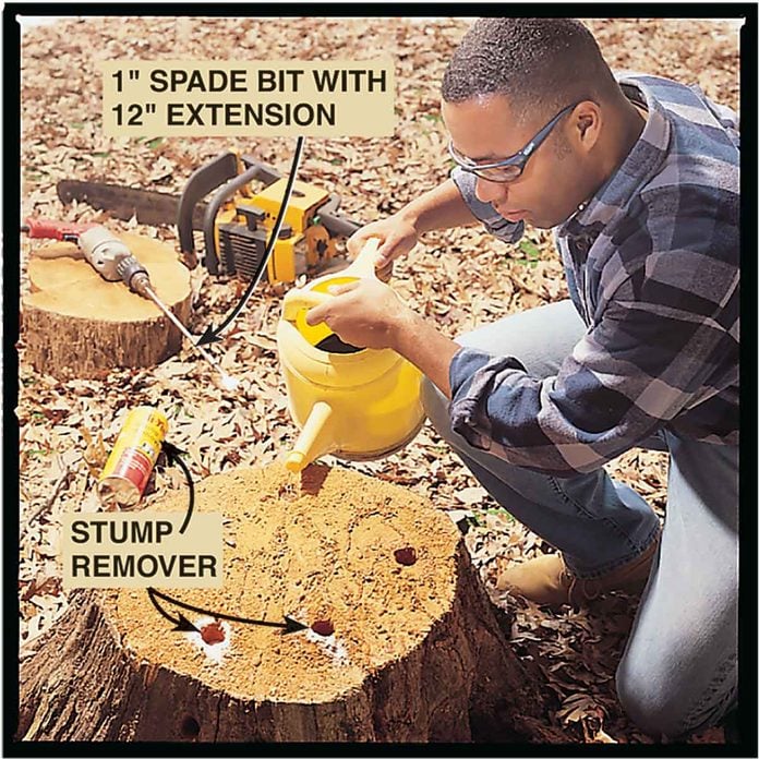Tree Stump Grinding and Removal Service - One Day Tree Service