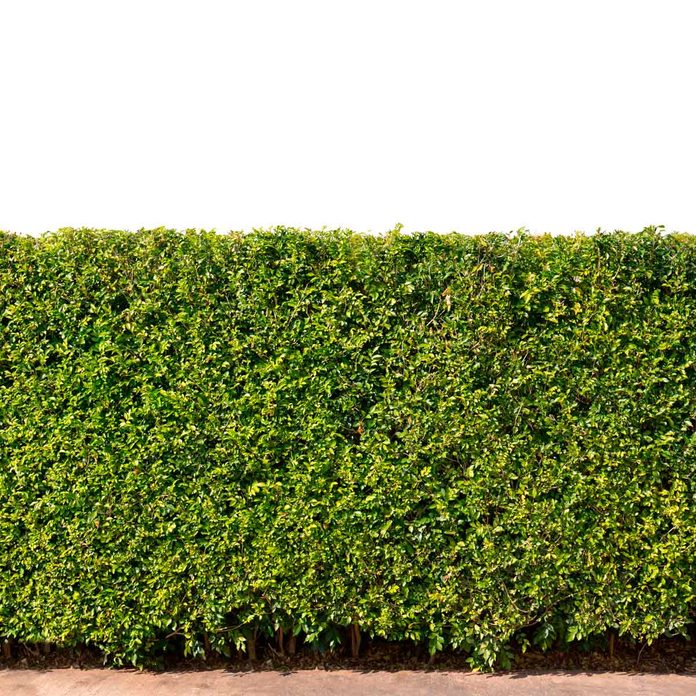 hedge