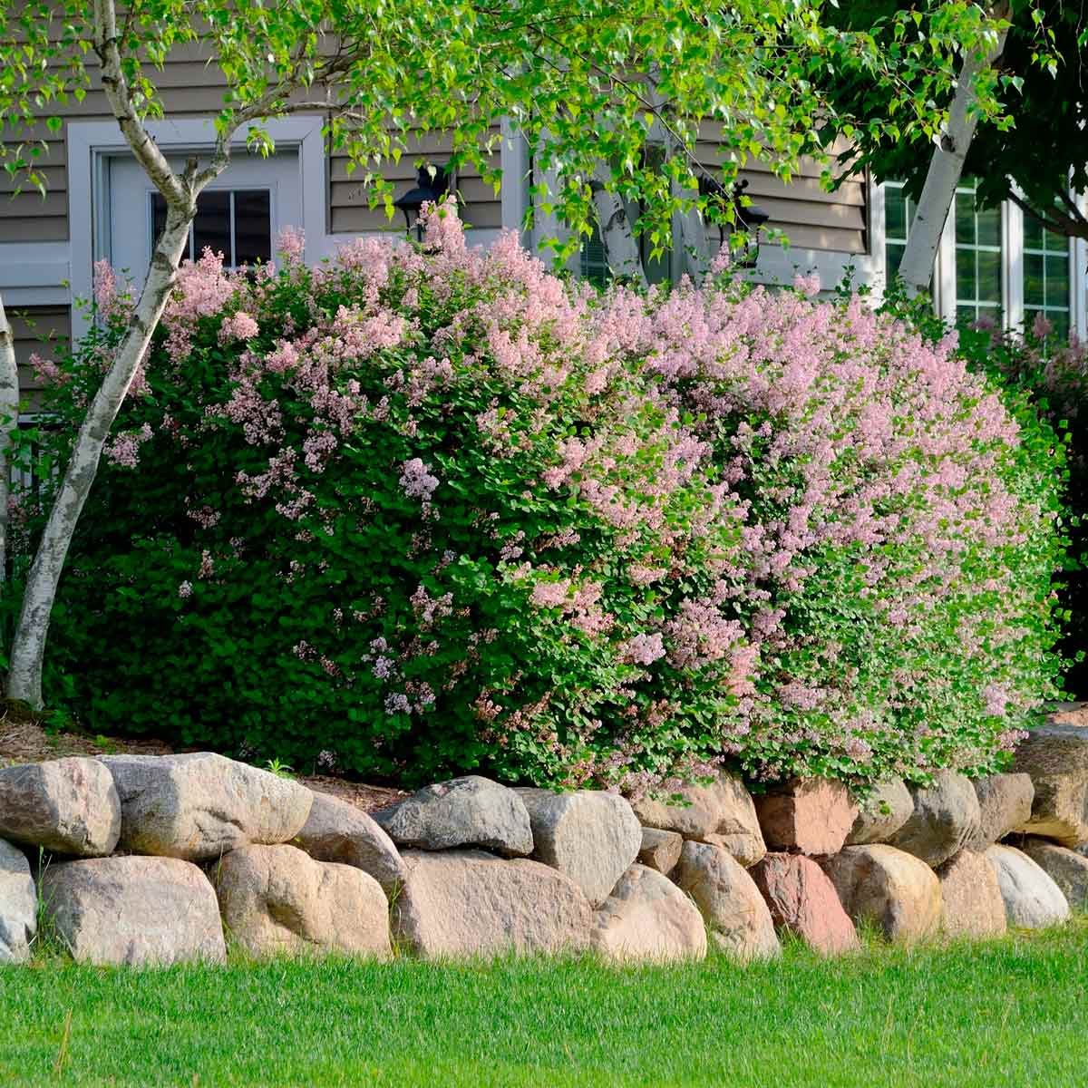 Front Yard Landscaping Ideas With Rocks Family Handyman