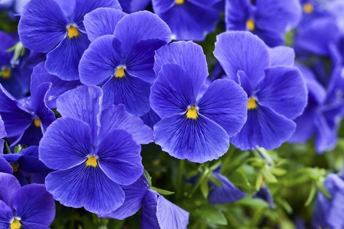 A bunch of blue violets