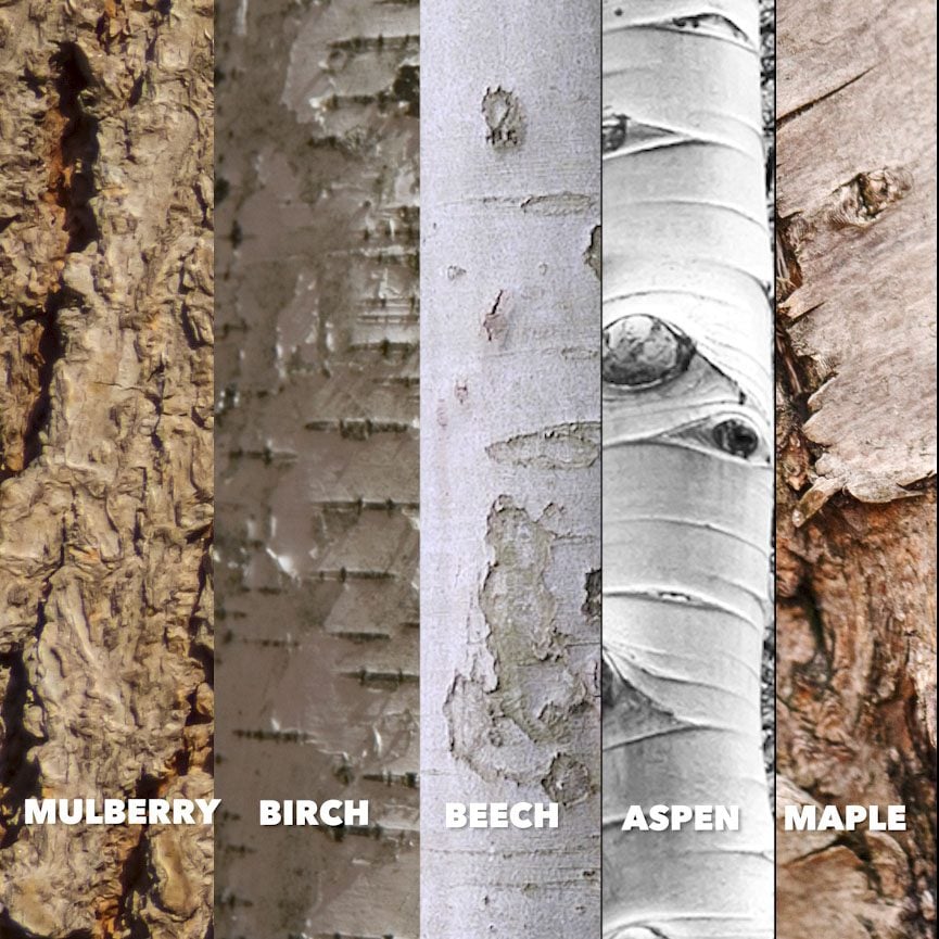 8 Ways to Identify a Tree by Its Bark
