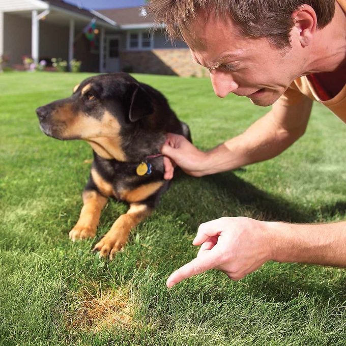 man holds dog by the collar and points to where the dog peed