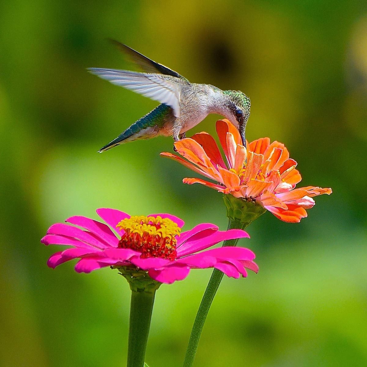 8 Flowers That Attract Hummingbirds | The Family Handyman
