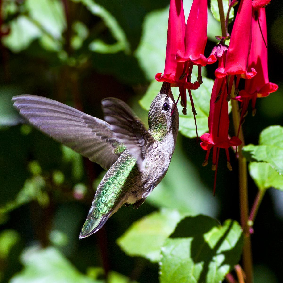 How To Draw A Hummingbird And Flower