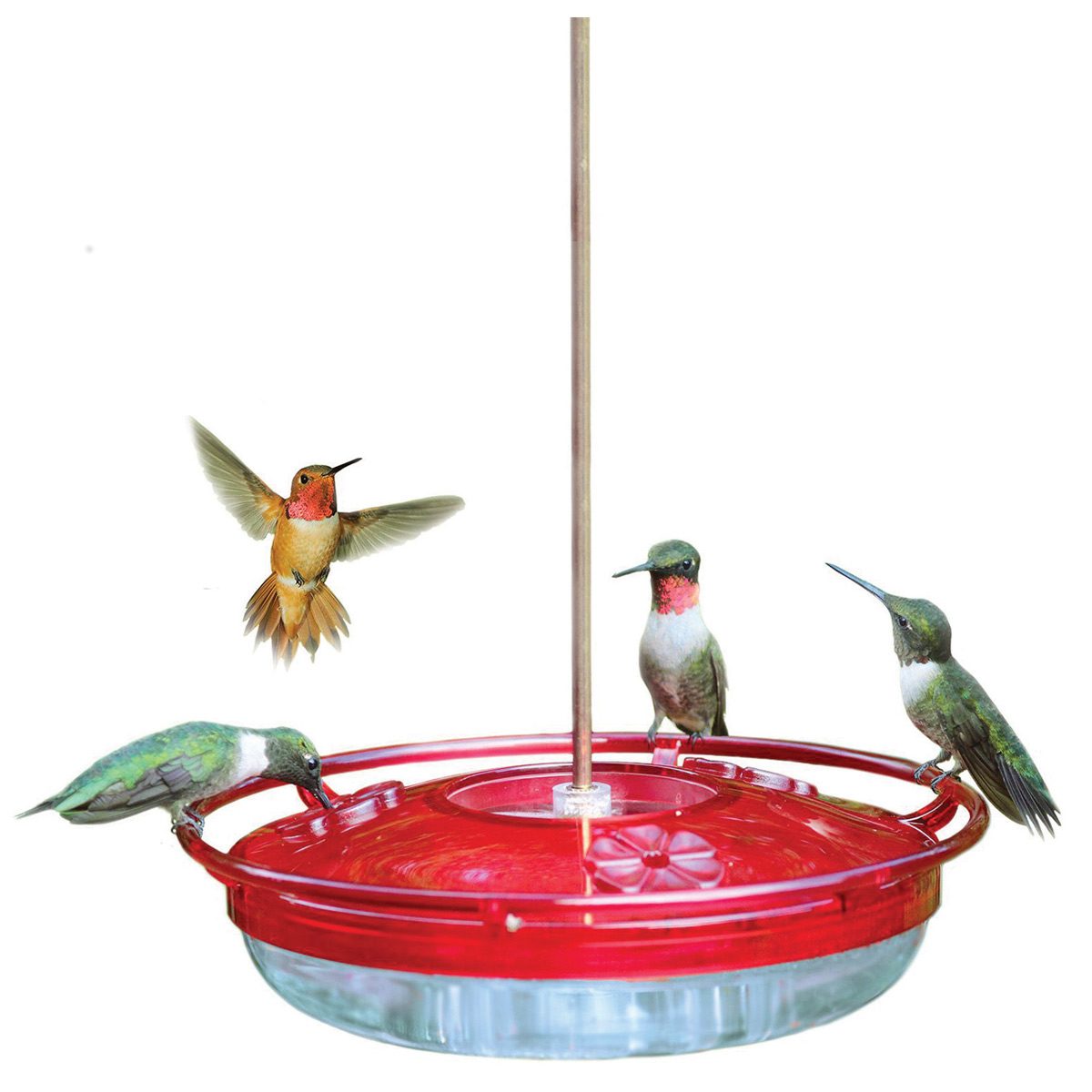 30 Brilliant Ways To Attract Hummingbirds To Your Backyard Family Handyman,Portable Electric Grills