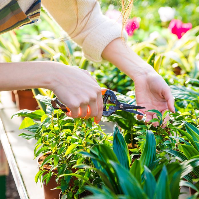 Closeup of hand of woman gardener trimming plants with pruning shears in garden center