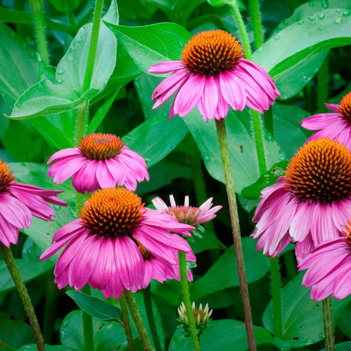 coneflower