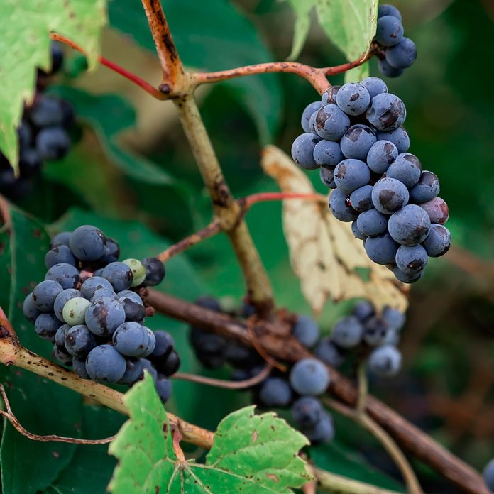 Grapes