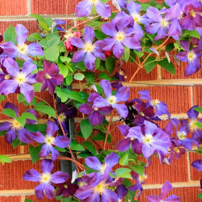 Our 10 Favorite Outdoor Climbing Plants | Family Handyman
