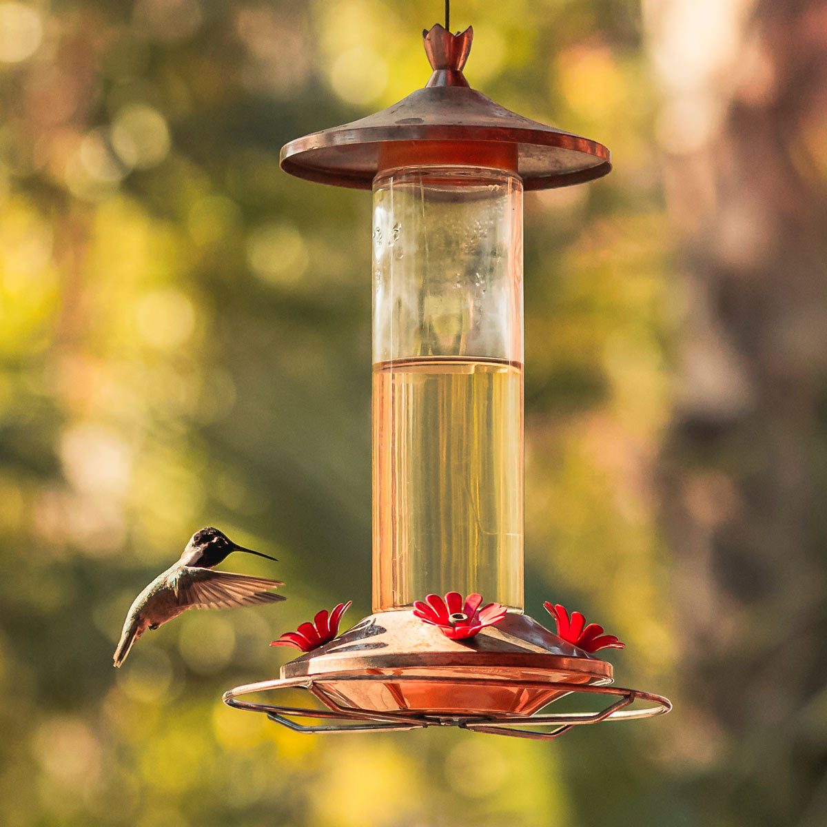 13 Questions About Hummingbird Feeders Answered By The Pros,How To Make Sweet Potato Pie From Scratch
