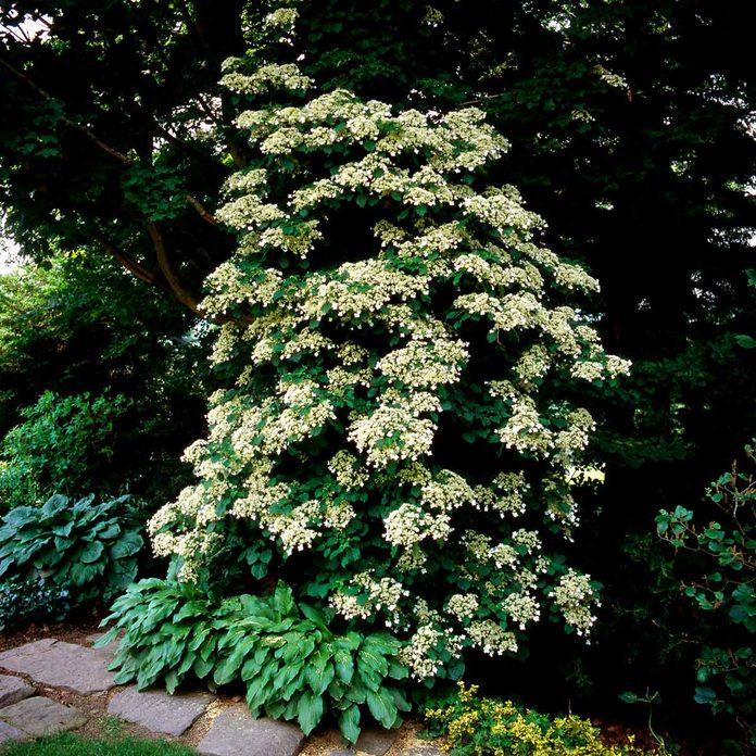 hydrangea