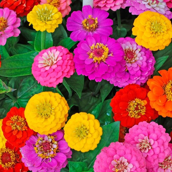 Zinnias