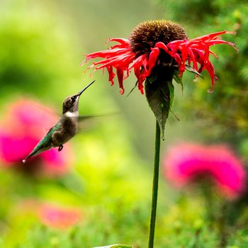 hummingbird flies near a red flower