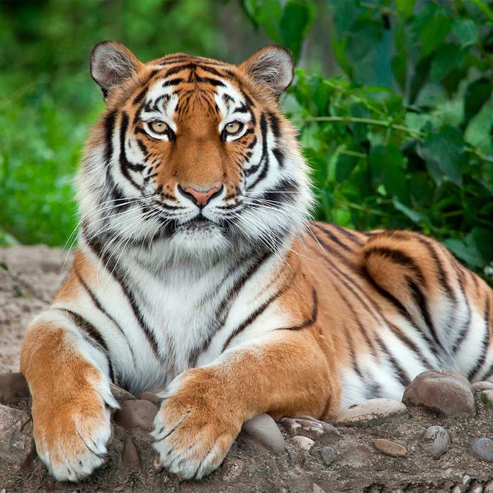 tiger laying on rock