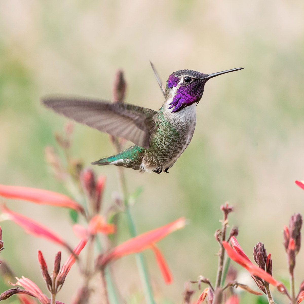 Top 10 Travel Hotspots to See Hummingbirds | Family Handyman