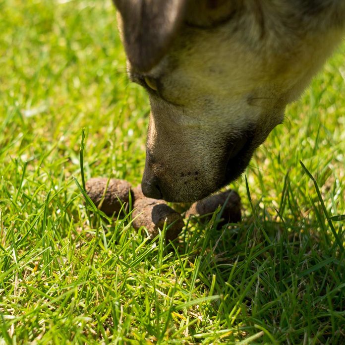 Dog-sniffs-dog-poop-in-grass