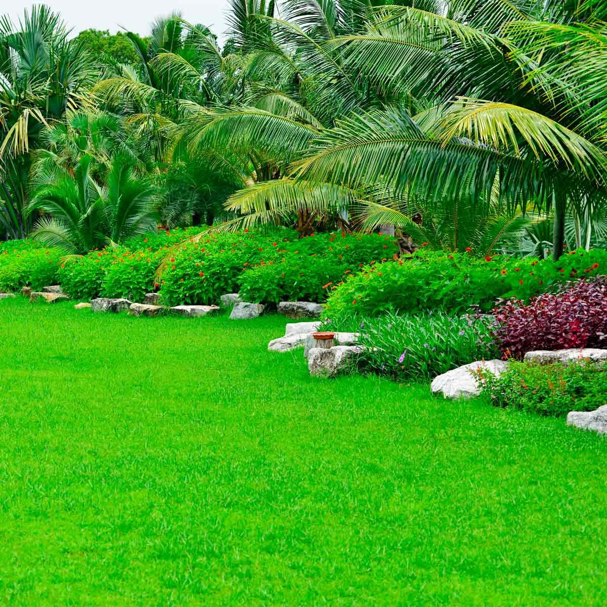 Featured image of post Palm Tree Landscape Design