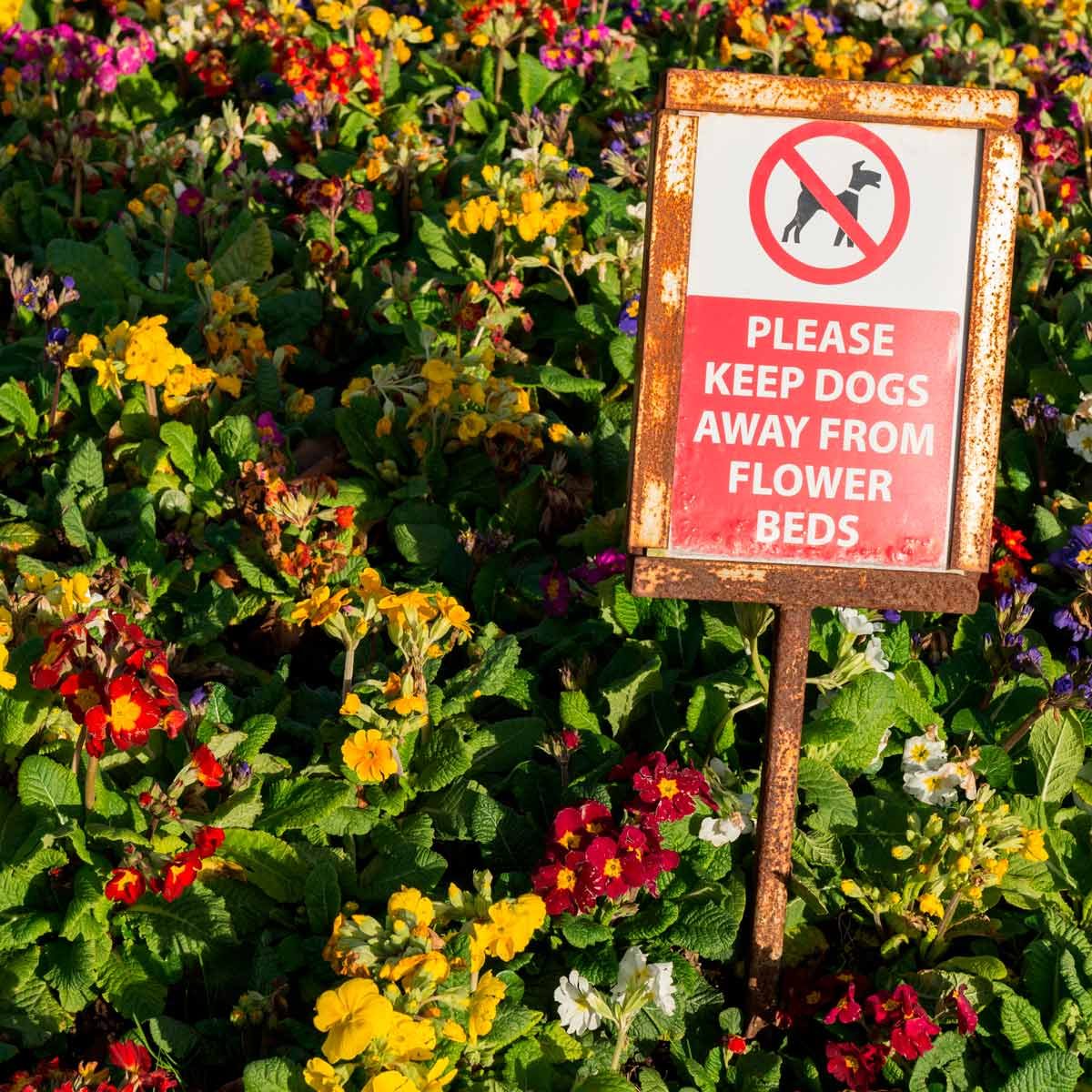 Smart Tips For How To Keep Dogs Out Of Flower Beds Family Handyman
