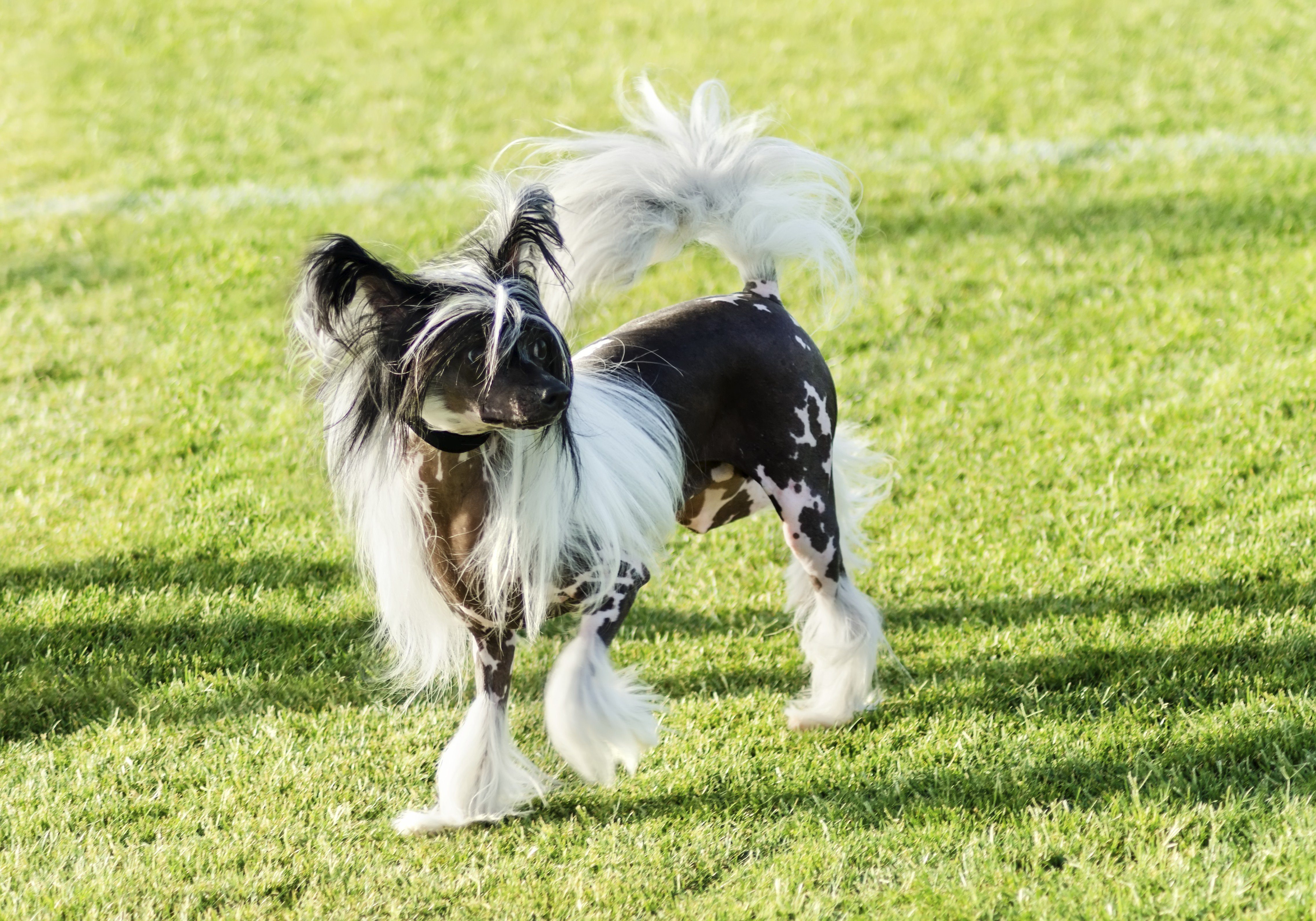 A small black and white hairless Chinese Crested dog standing on the lawn looking very elegant.