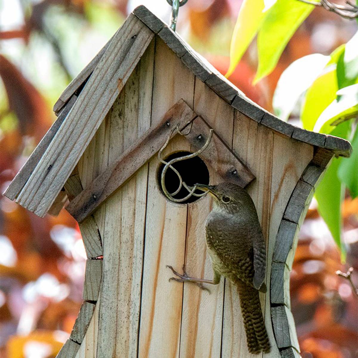 Keep Yellow Jacket Nests Out of Birdhouses Without 