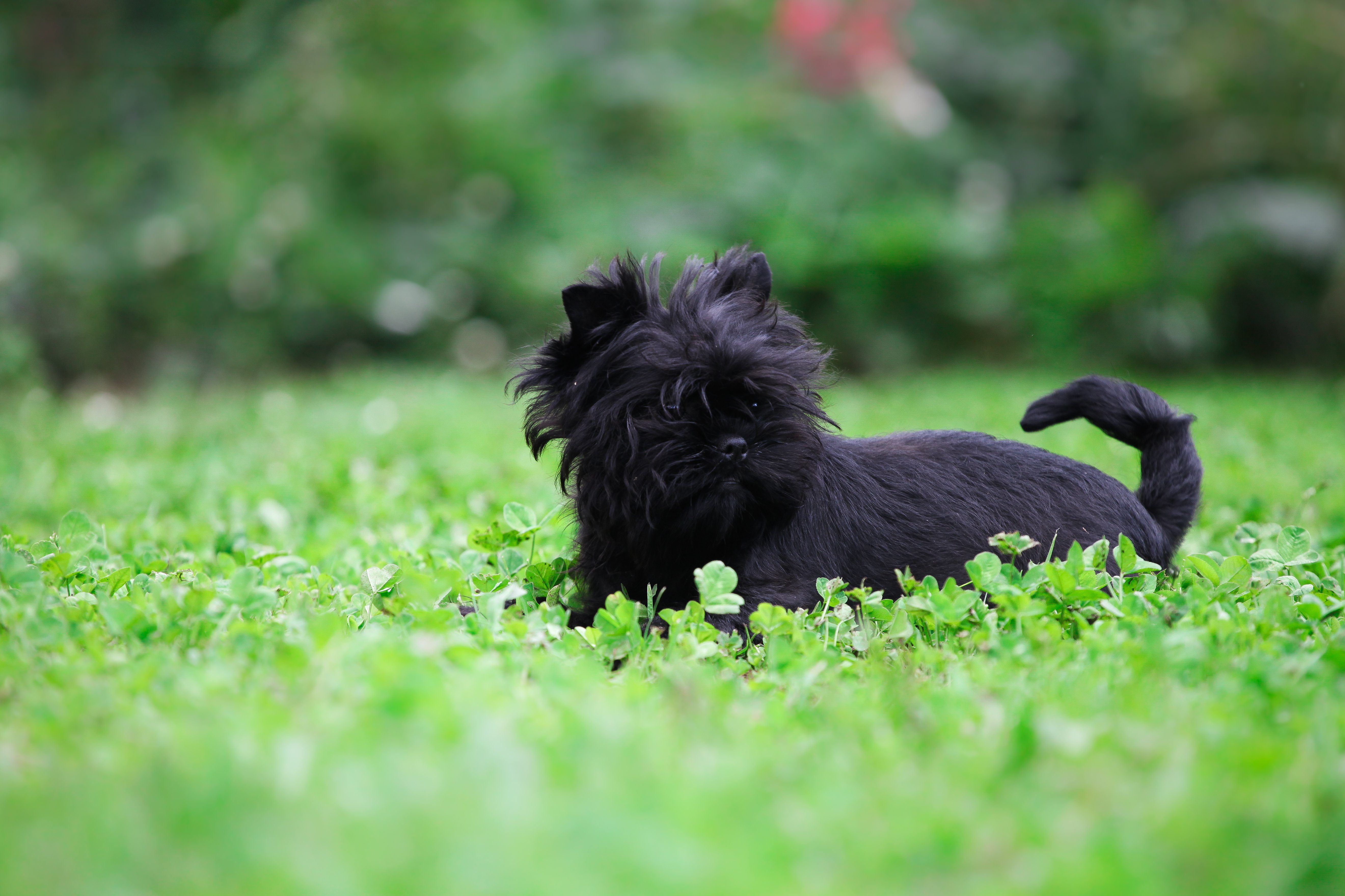 Funny Affenpinscher playing in the garden