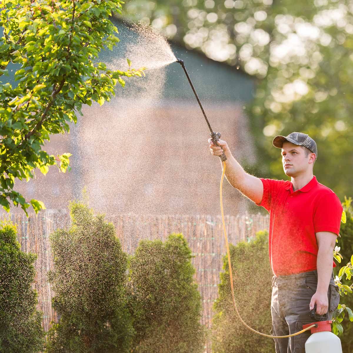 Gardener applying an insecticide fertilizer to his fruit shrubs, using a sprayer