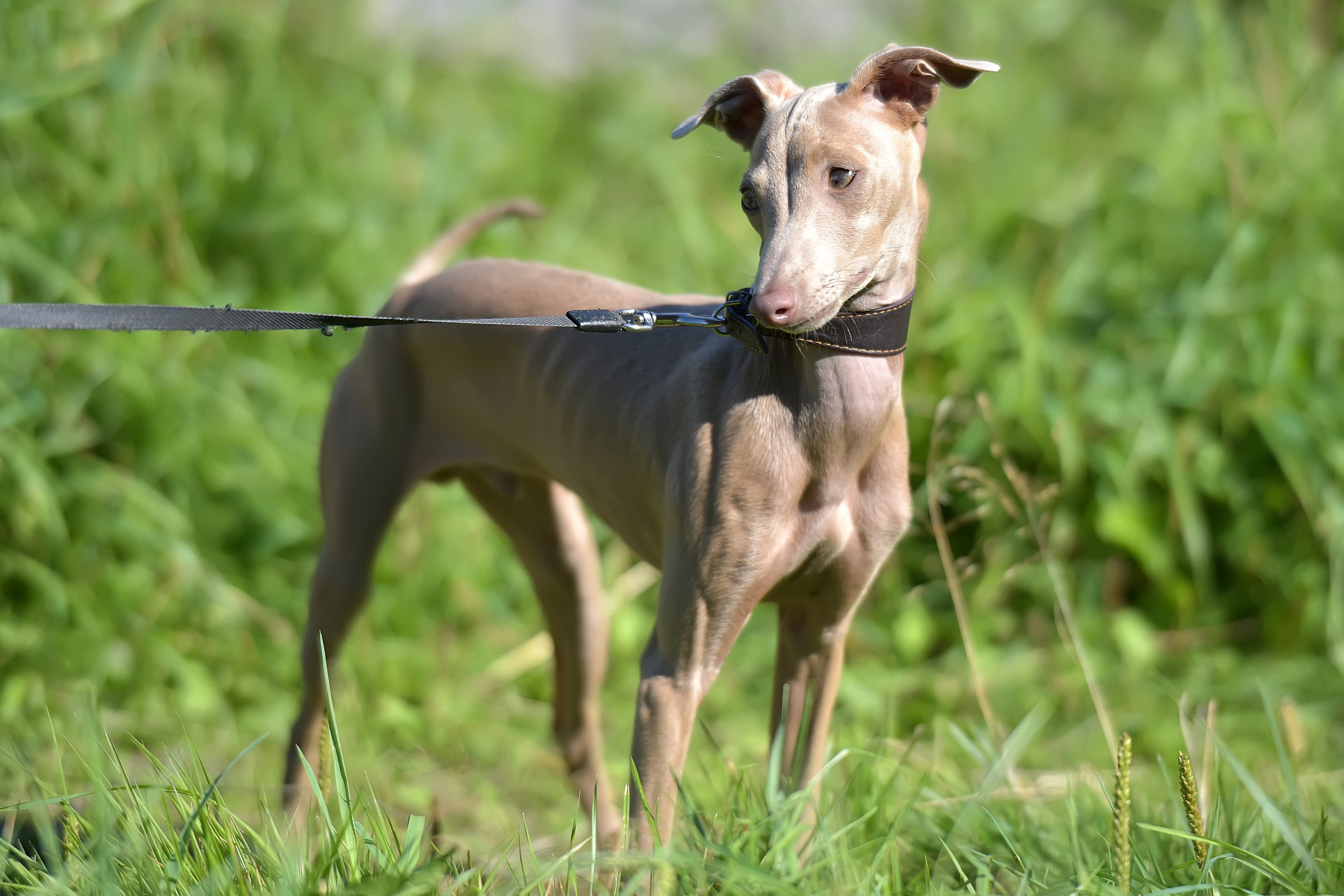 Peruvian Hairless Dog (Peruvian Inca Orchid, the Inca Hairless Dog).